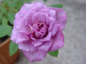 LAVENDER LACE (miniature)